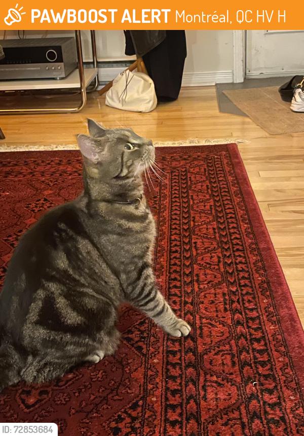 Found/Stray Unknown Cat last seen Parc and Van Horne, Montréal, QC H2V 4H4