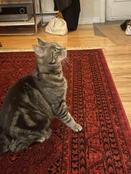 Found/Stray Unknown Cat last seen Parc and Van Horne, Montréal, QC H2V 4H4