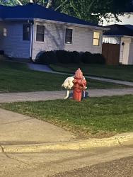 Found/Stray Female Dog last seen Welcome Park, Minneapolis, MN 55422