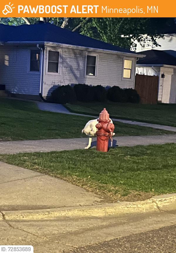 Found/Stray Female Dog last seen Welcome Park, Minneapolis, MN 55422