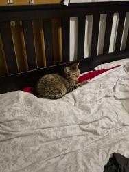 Lost Female Cat last seen W 106th St and Hawthorne Blvd, Lennox, CA 90304