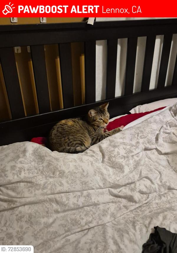 Lost Female Cat last seen W 106th St and Hawthorne Blvd, Lennox, CA 90304