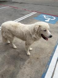Found/Stray Female Dog last seen Potranco and Grosenbacher at Autozone, San Antonio, TX 78245