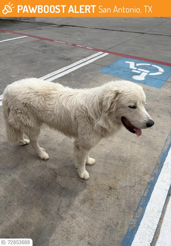 Found/Stray Female Dog last seen Potranco and Grosenbacher at Autozone, San Antonio, TX 78245
