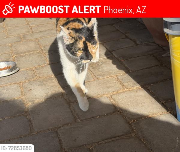 Lost Female Cat last seen 43rd Ave and Peoria , Phoenix, AZ 85051