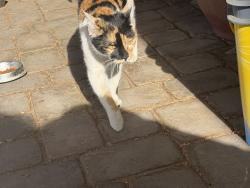Lost Female Cat last seen 43rd Ave and Peoria , Phoenix, AZ 85051