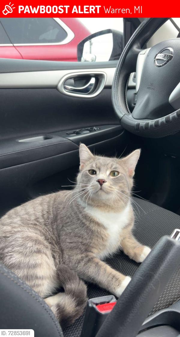 Lost Male Cat last seen BP 9 mile road, Warren, MI 48091