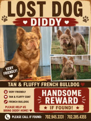 Lost Male Dog last seen Juniper pass, Clarksville, TN 37043