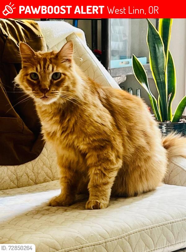 Lost Male Cat last seen Jolie Pointe / Munger off Wilamette Drive, West Linn, OR 97068