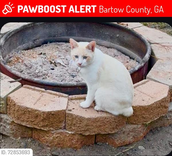 Lost Male Cat last seen Holly Springs Rd, Bartow County, GA 30184