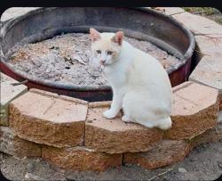 Lost Male Cat last seen Holly Springs Rd, Bartow County, GA 30184