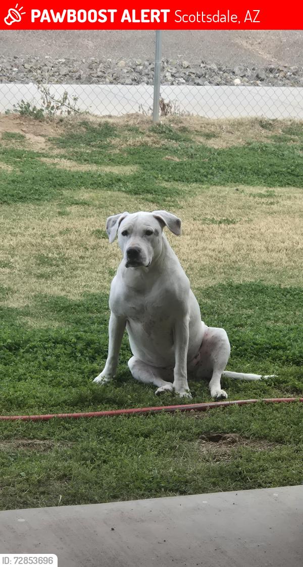 Lost Female Dog last seen Longmore Rd and McDowell Rd, Scottsdale, AZ 85256