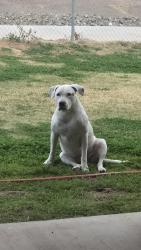 Lost Female Dog last seen Longmore Rd and McDowell Rd, Scottsdale, AZ 85256