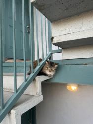 Found/Stray Unknown Cat last seen Pacific, Alameda, CA 94501