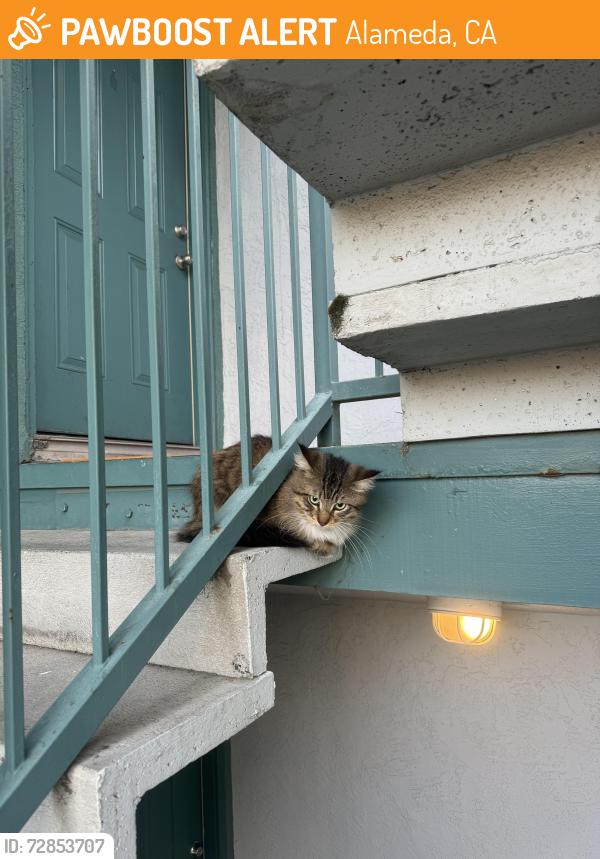 Found/Stray Unknown Cat last seen Pacific, Alameda, CA 94501