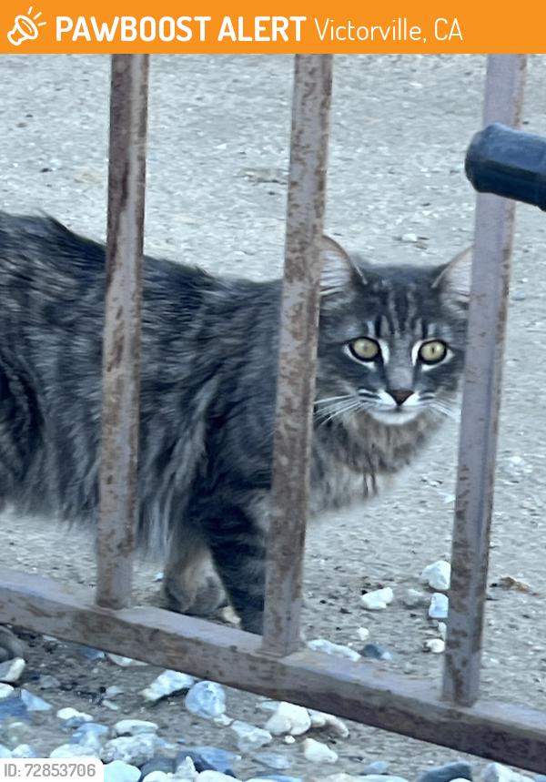 Found/Stray Female Cat last seen Luna and topaz , Victorville, CA 92392