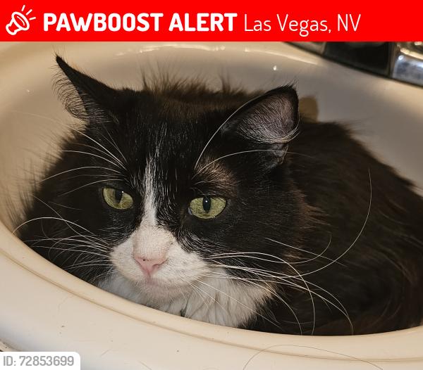 Lost Female Cat last seen Durango and Edna , Las Vegas, NV 89117