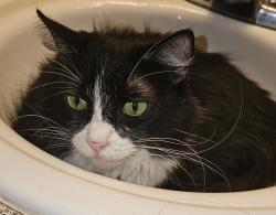 Lost Female Cat last seen Durango and Edna , Las Vegas, NV 89117