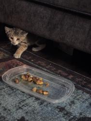 Found/Stray Female Cat last seen Vance Jackson , San Antonio, TX 78230