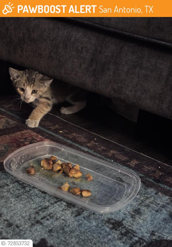 Found/Stray Female Cat last seen Vance Jackson , San Antonio, TX 78230