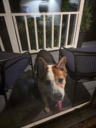 Found/Stray Male Dog last seen Double Trace/Pinto Point , Peachtree City, GA 30269