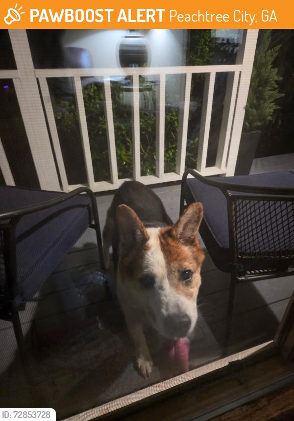 Found/Stray Male Dog last seen Double Trace/Pinto Point , Peachtree City, GA 30269