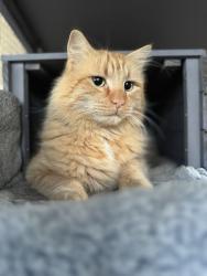 Lost Male Cat last seen Cadenza Dr, Corona, CA 92880
