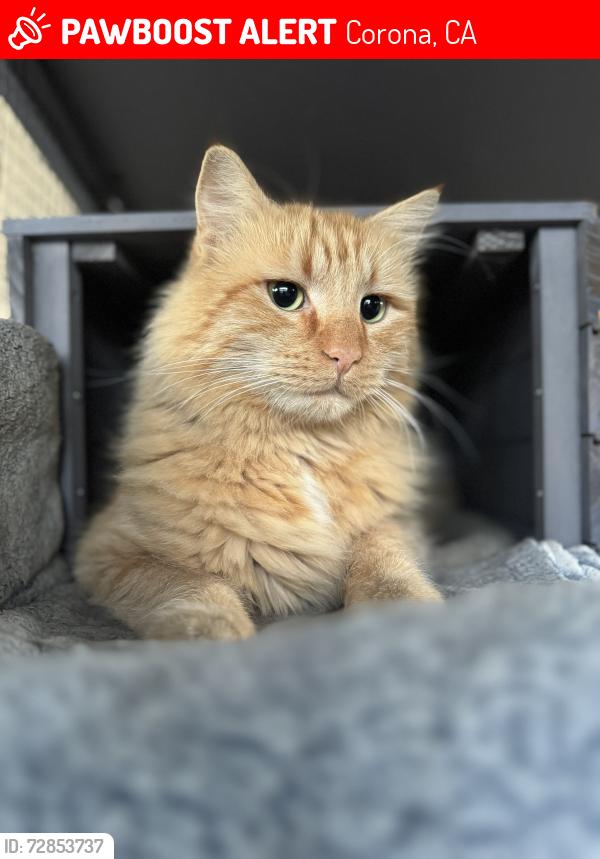 Lost Male Cat last seen Cadenza Dr, Corona, CA 92880