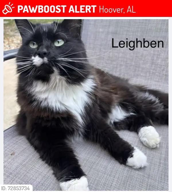 Lost Female Cat last seen Alford Ave. & Kent Way, Hoover, AL 35226