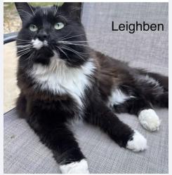 Lost Female Cat last seen Alford Ave. & Kent Way, Hoover, AL 35226