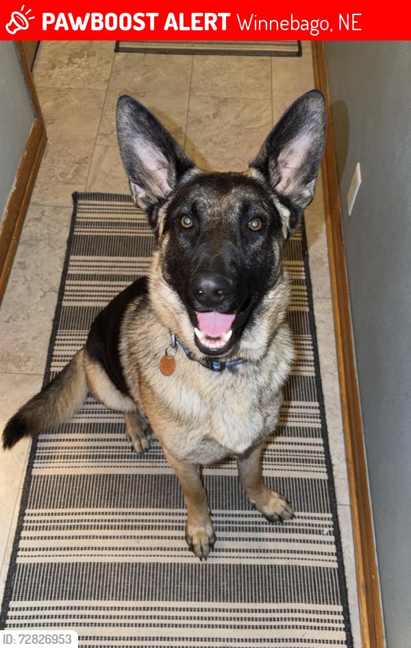Lost Male Dog last seen Bia rd 52, Winnebago, NE 68071
