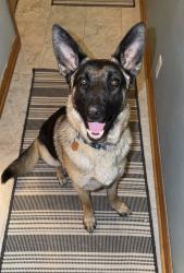 Lost Male Dog last seen Bia rd 52, Winnebago, NE 68071