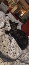 Reunited Female Cat last seen On property, Tomball, TX 77375