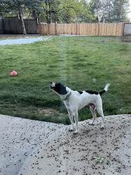 Found/Stray Male Dog last seen Skysail Ln & Spinnaker Ln (West of Warren Lake), Fort Collins, CO 80525