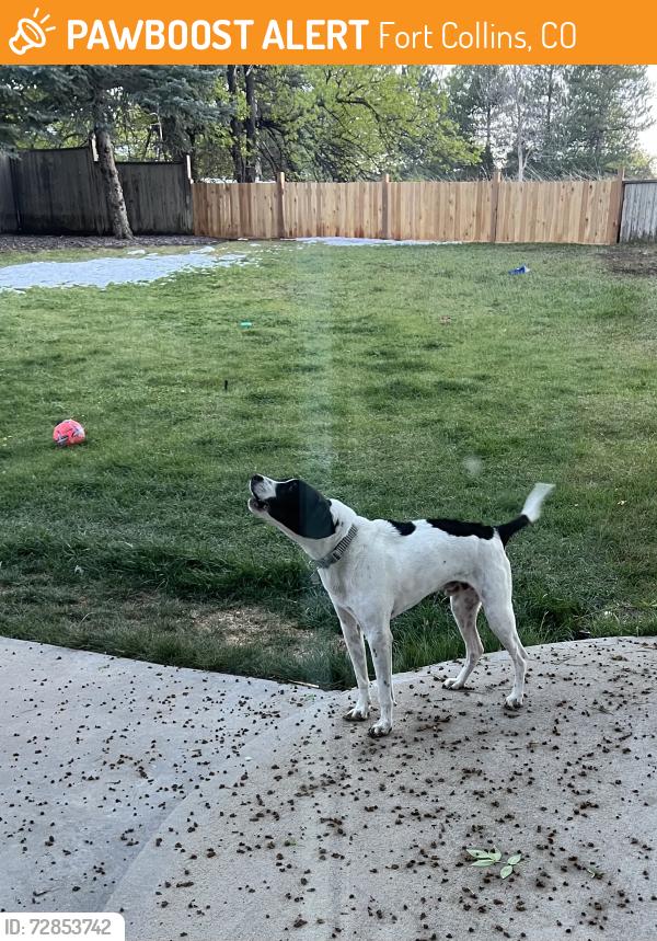 Found/Stray Male Dog last seen Skysail Ln & Spinnaker Ln (West of Warren Lake), Fort Collins, CO 80525