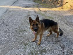 Found/Stray Unknown Dog last seen Wyandotte county lake , Wyandotte County, KS 66111