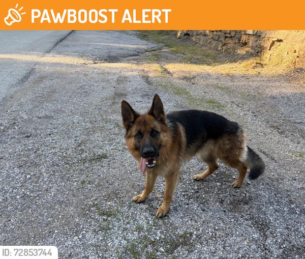 Found/Stray Unknown Dog last seen Wyandotte county lake , Wyandotte County, KS 66111