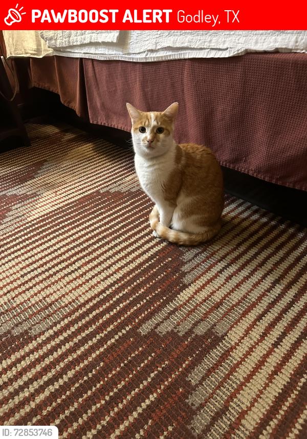 Lost Female Cat last seen Star ranch Godley tx, Godley, TX 76044