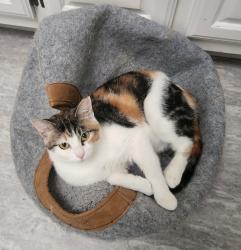 Lost Female Cat last seen Grande Oak apmts , Roswell, GA 30075