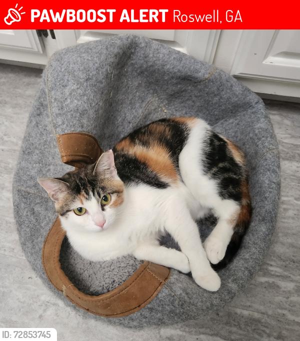 Lost Female Cat last seen Grande Oak apmts , Roswell, GA 30075
