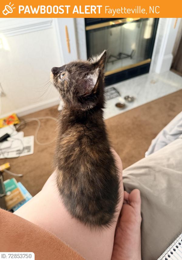Found/Stray Female Cat last seen Taco Bell and walmart, Fayetteville, NC 28304