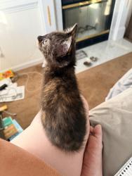 Found/Stray Female Cat last seen Taco Bell and walmart, Fayetteville, NC 28304