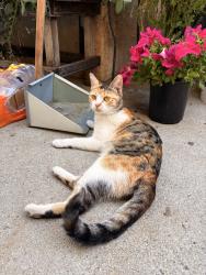 Lost Female Cat last seen 12th street and garcia alley, Santa Paula, CA 93060