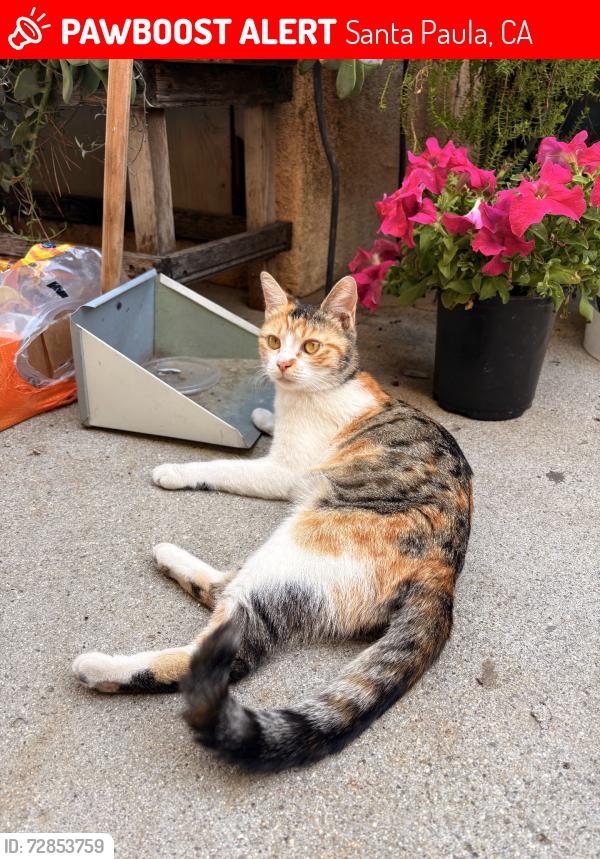 Lost Female Cat last seen 12th street and garcia alley, Santa Paula, CA 93060