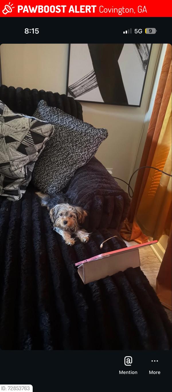 Lost Female Dog last seen lamar ln, Covington, GA 30016