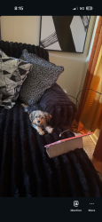 Lost Female Dog last seen lamar ln, Covington, GA 30016
