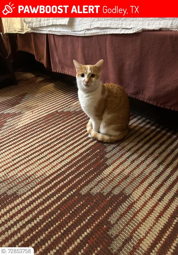 Lost Female Cat last seen Star Ranch Godley Tx, Godley, TX 76044