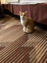 Lost Female Cat last seen Star Ranch Godley Tx, Godley, TX 76044