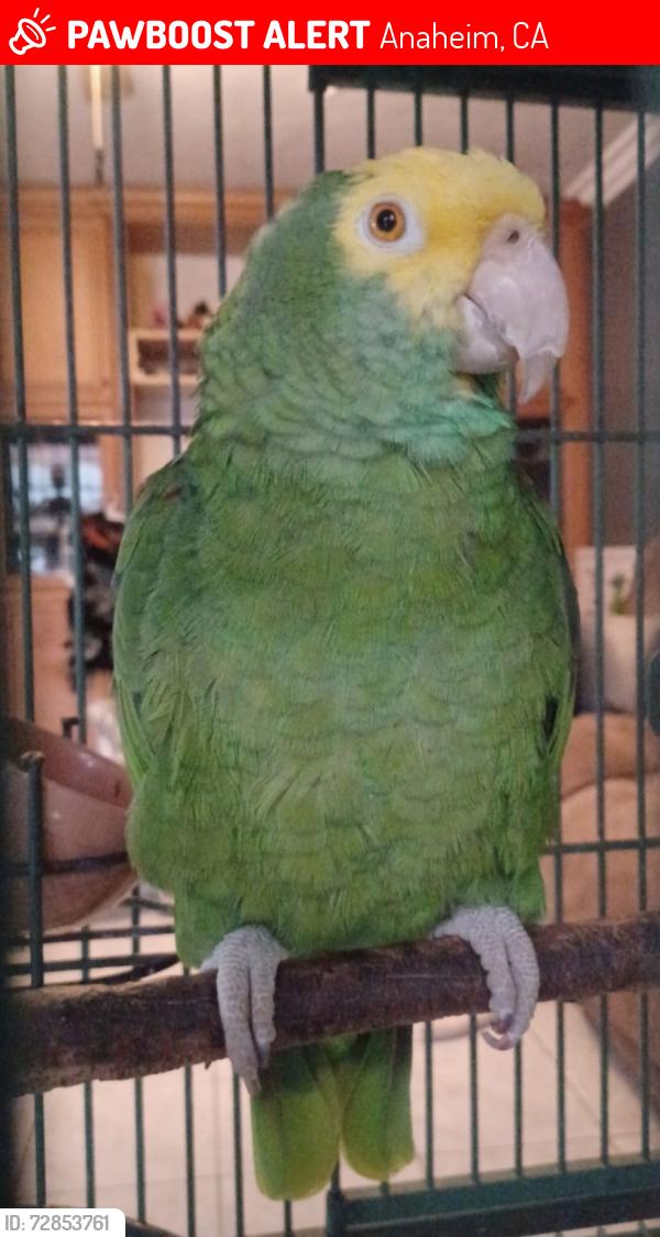 Lost Female Bird last seen Ball Rd and Knotts, Anaheim, CA 92804