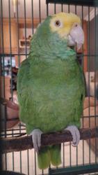 Lost Female Bird last seen Ball Rd and Knotts, Anaheim, CA 92804